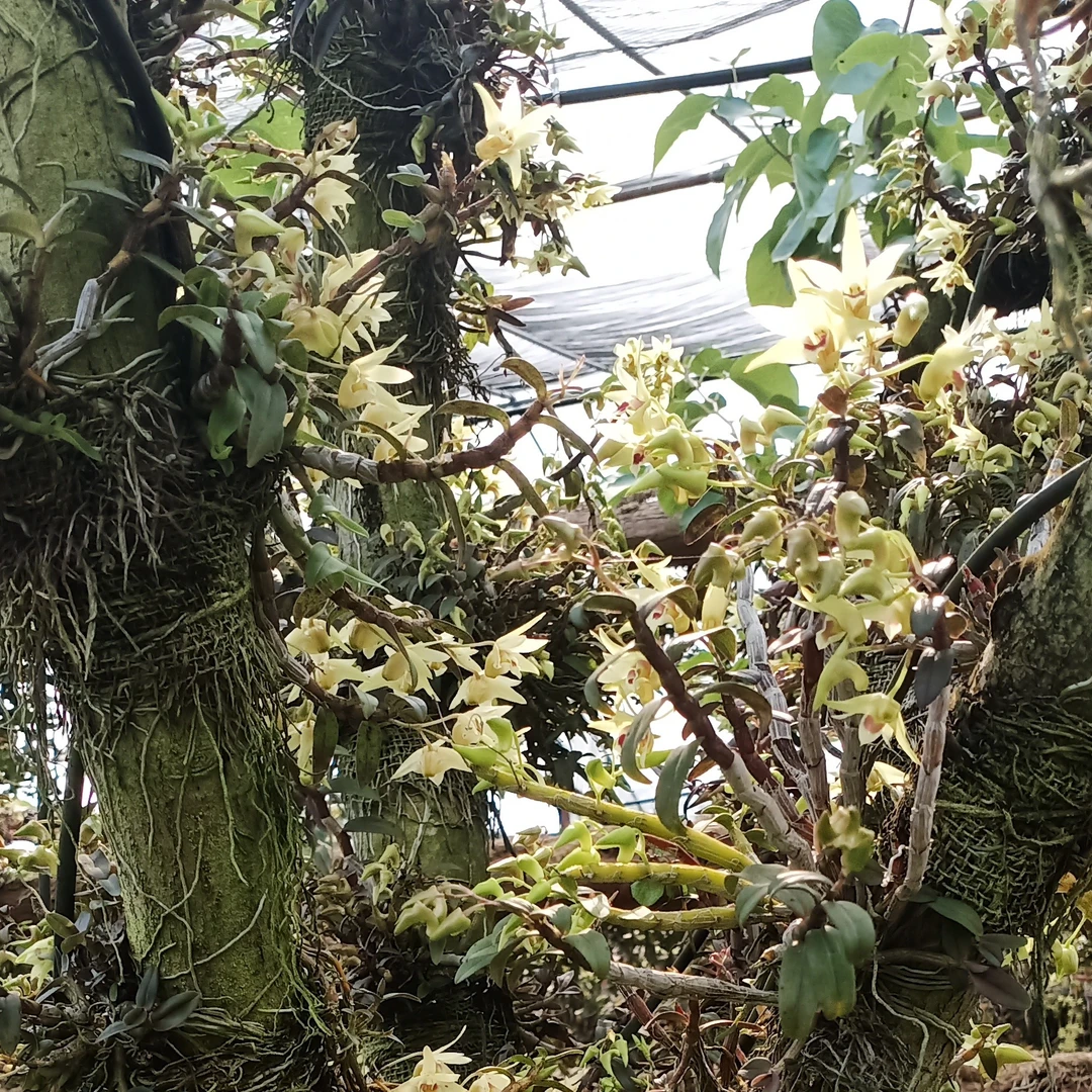 正宗雁荡山铁皮石斛防野生苗基地直发【5年--6年】【可种植,可食用】