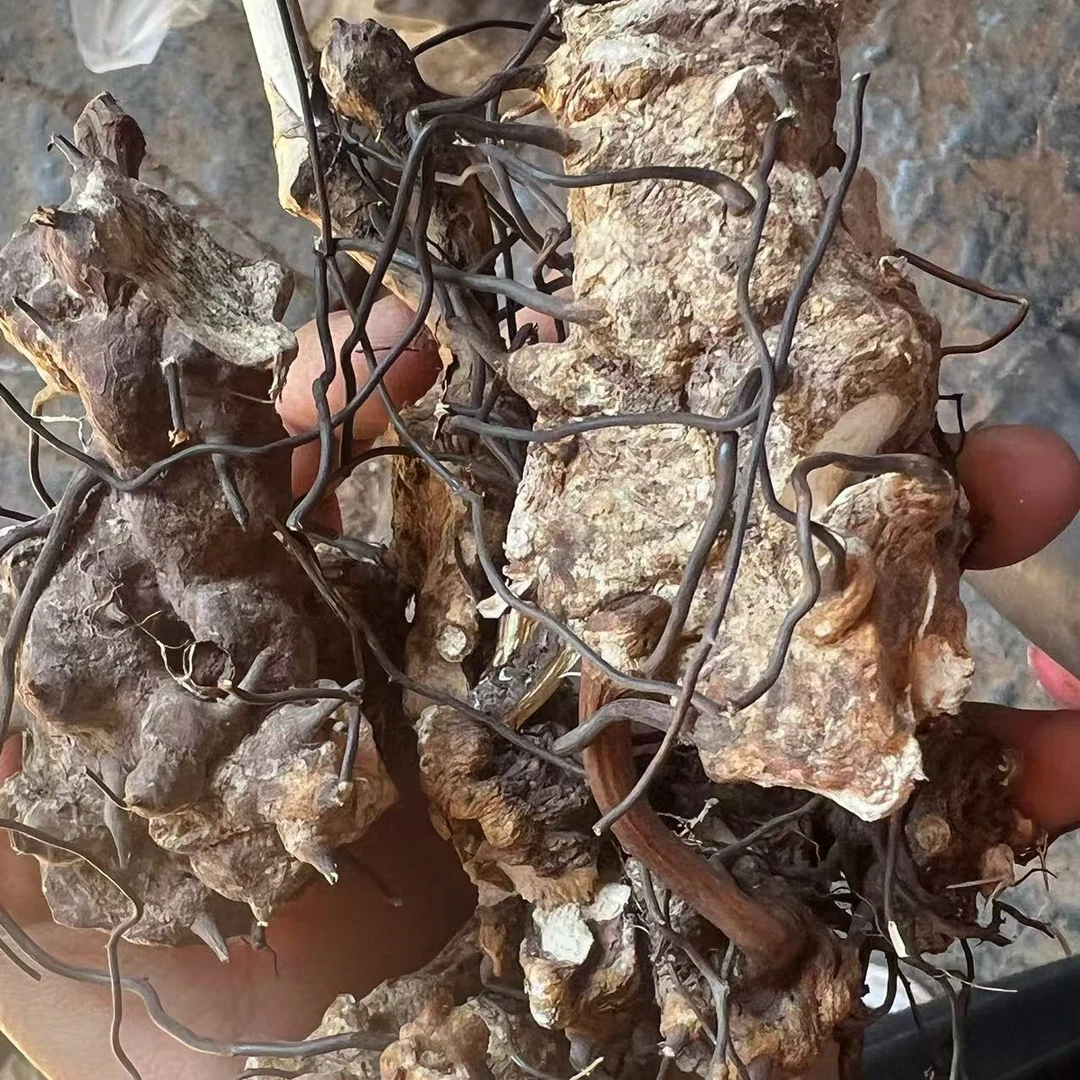 云南深山好物--无比加革-参