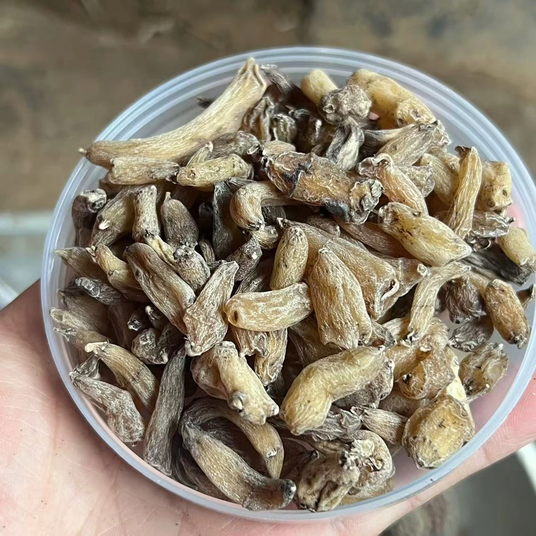 云南深山好物--金枝玉叶