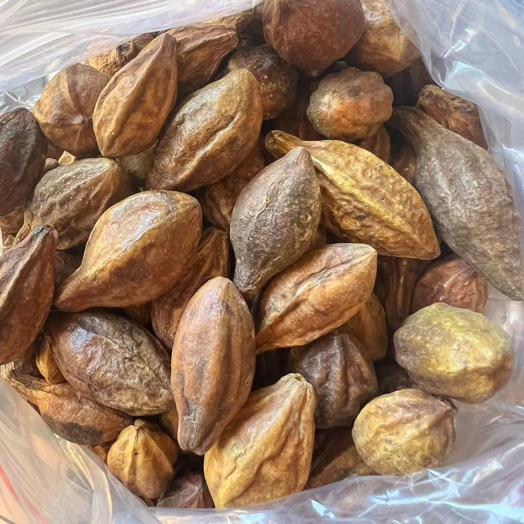 云南深山好物--龙胆果