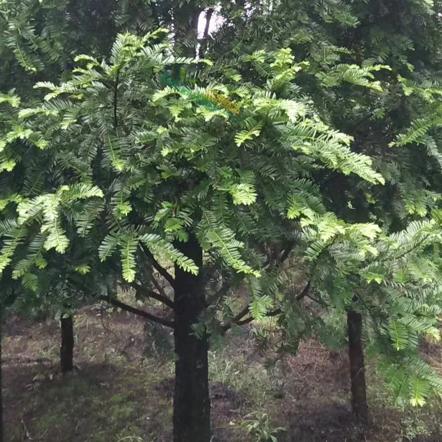 云南深山好物【野生老树红豆皮】