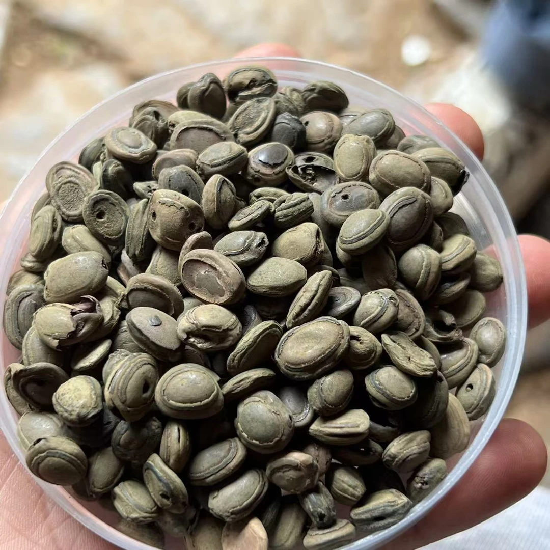 云南深山好物--猴枣