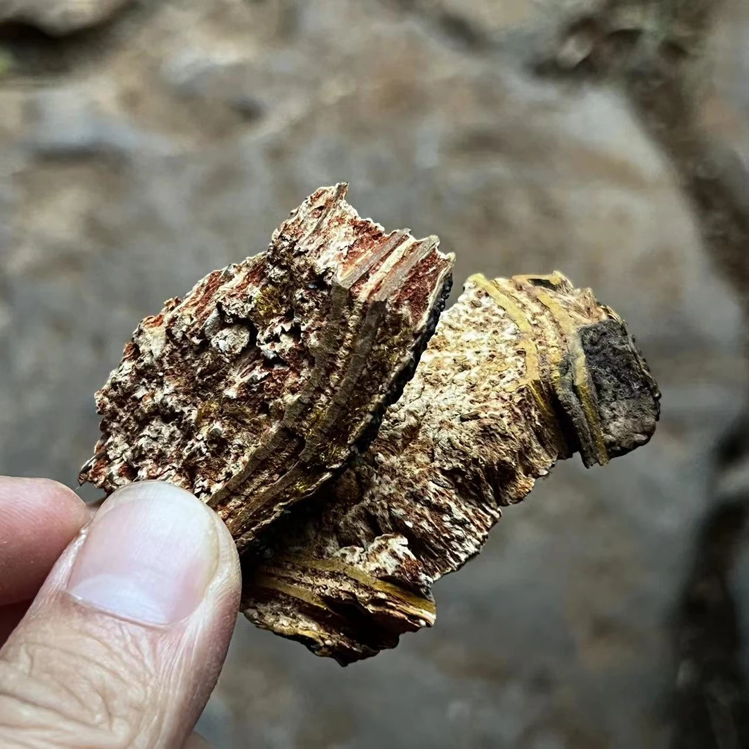 云南深山好物-麻骨风啊啊啊