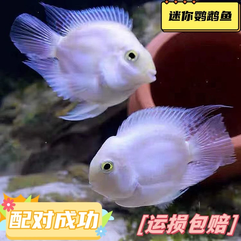 自然配对迷你鹦鹉鱼繁殖种鱼鹦鹉鱼皮实耐养的元宝迷你鹦鹉鱼