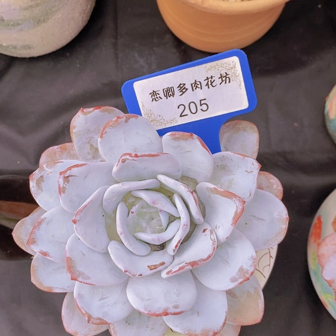 【闪购商品】205雪莲老庄当头