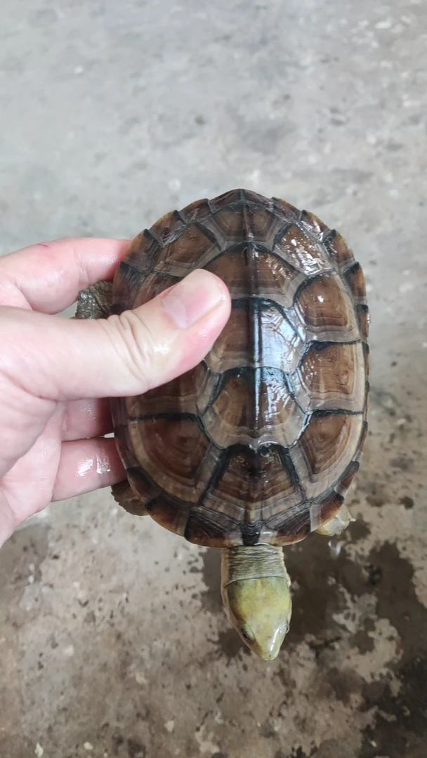 泓欣(直播选龟)人工养殖冷水中华草龟观赏龟宠物龟