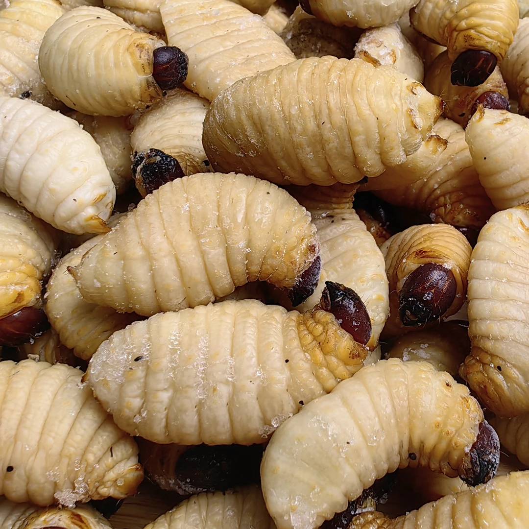 活体速冻新鲜竹笋虫高蛋白低脂肪