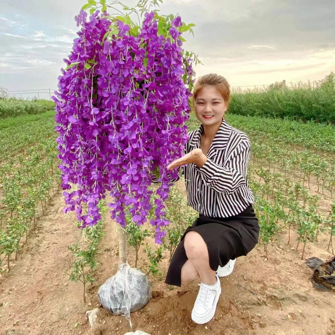 紫藤花树苗爬藤植物庭院绿化围墙四季开花卉盆栽花苗日本紫藤萝蔓
