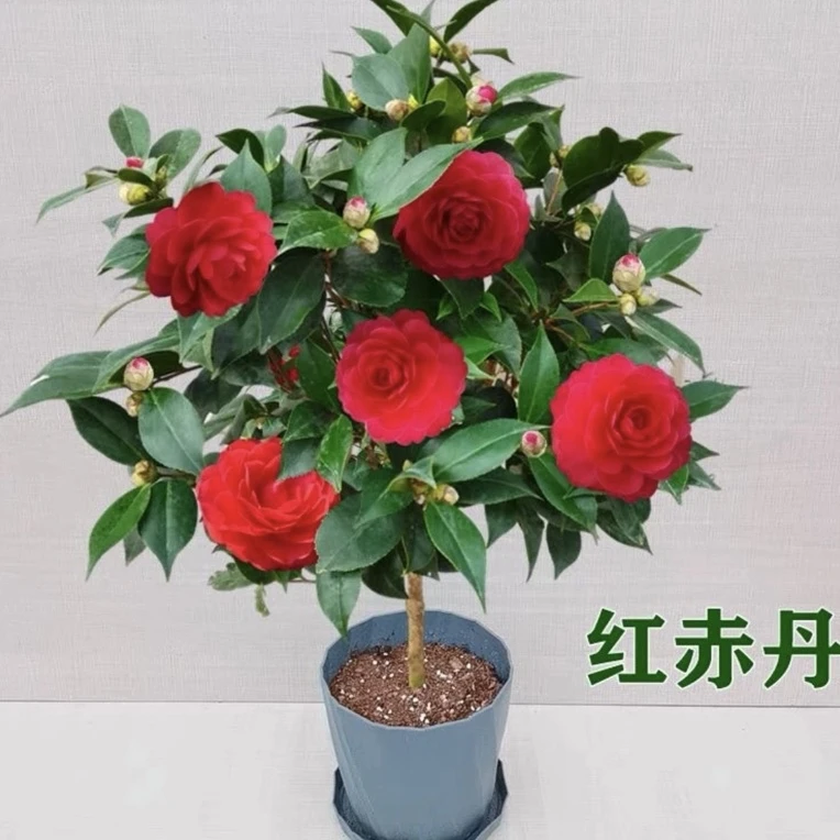 红赤丹山茶花大红大花树苗室内室外开花绿植庭院四季常青耐寒耐热