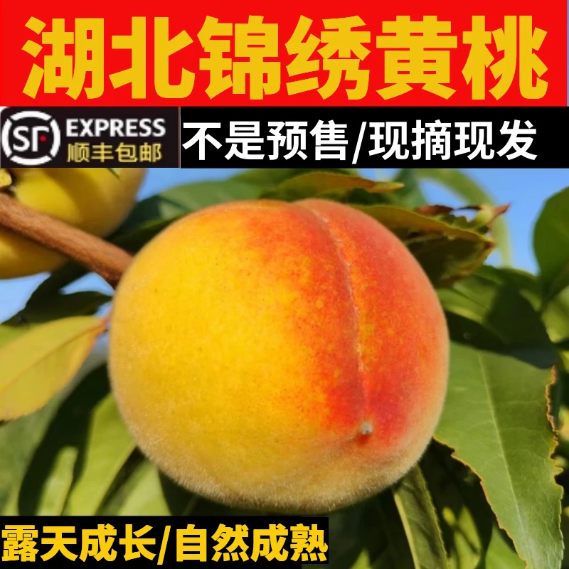 【顺丰包邮】湖北锦绣黄桃纯甜新鲜孕妇应季香甜多汁水果带箱5斤