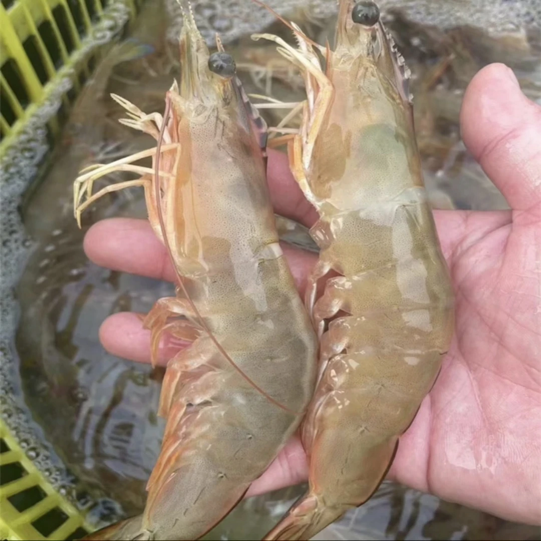 【顺丰直达】活明虾 本港野生白丁虾 现称现拍 速冻锁鲜发货