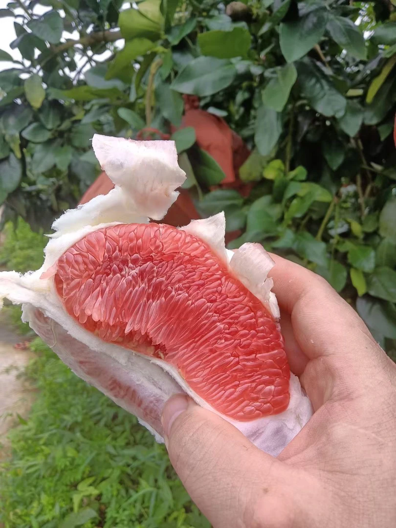 红心蜜柚新鲜果园直发正宗梅州绿色农产品红肉柚子土特产应季水果