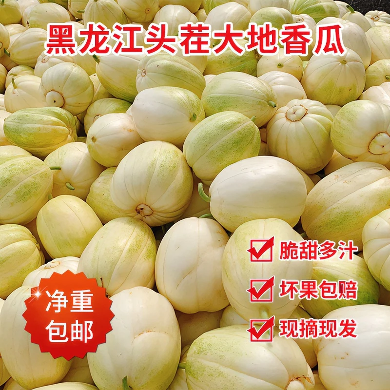 东北香瓜白糖罐香瓜甜瓜京密香瓜黑龙江香瓜水果现摘现发5斤包邮