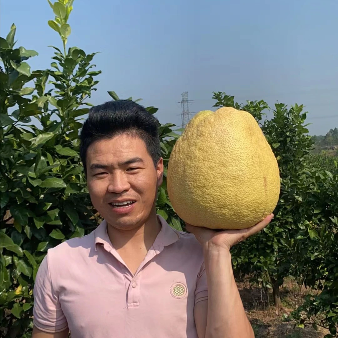 【马家柚精品果王】（百亩地仅产一个）上饶特产红心新鲜香甜多汁清甜