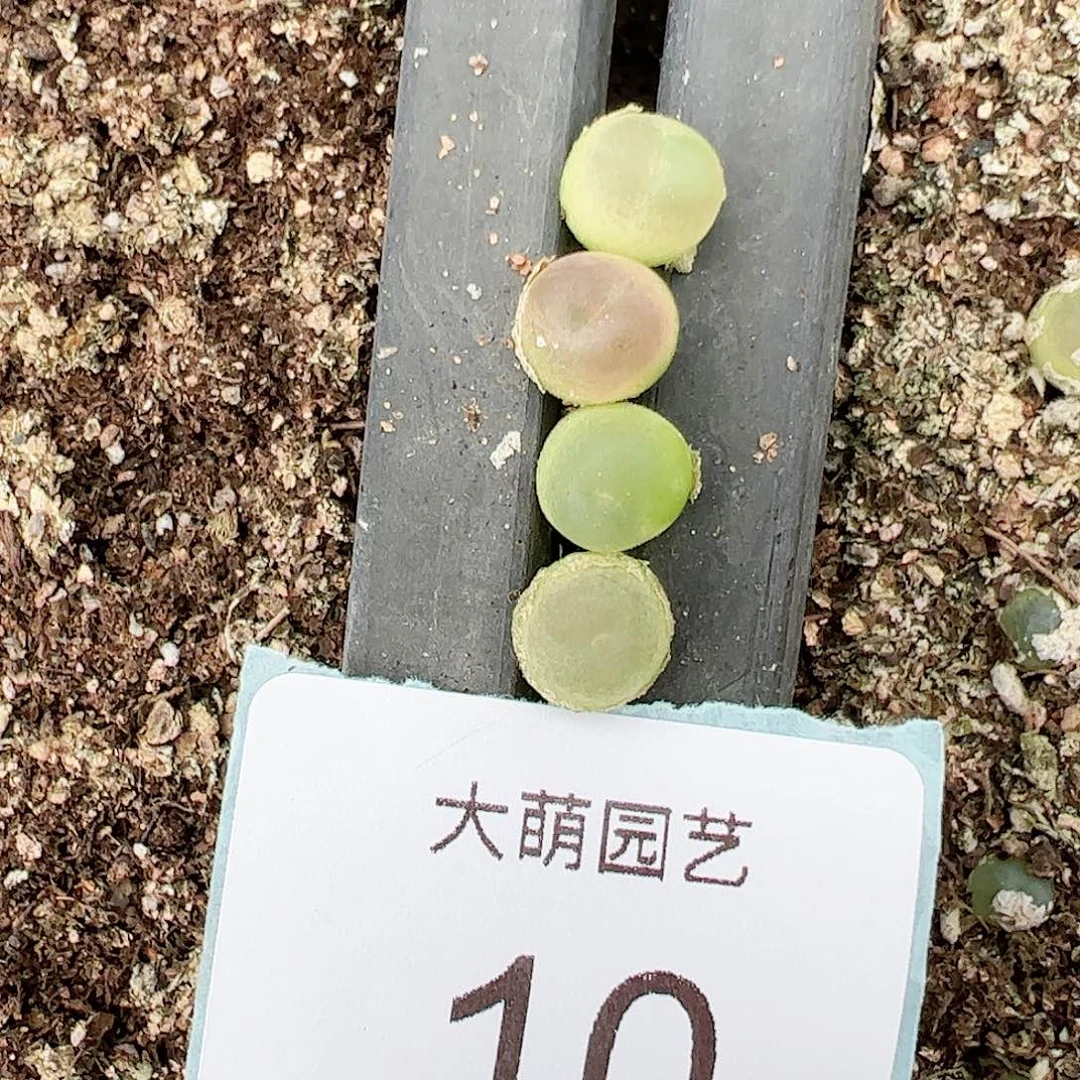 000010量拍拉登2颗尺寸0.7上下