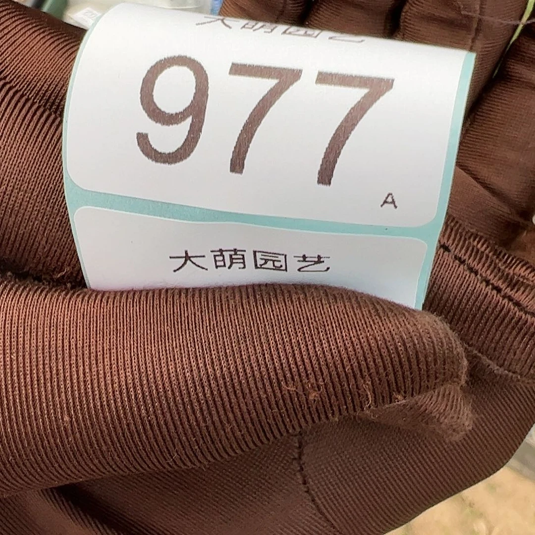 是**啊0000977 一物一拍脱土发