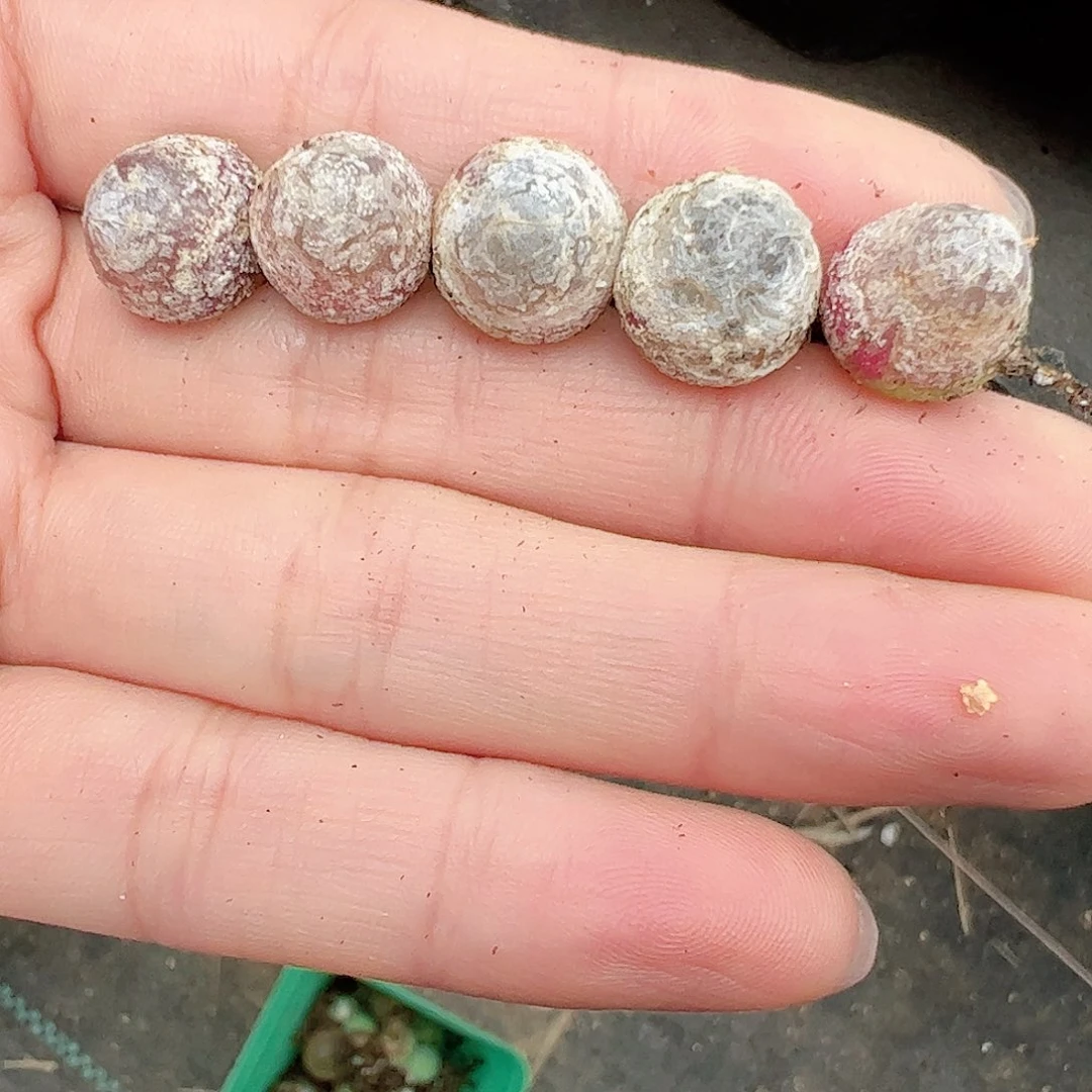 0000量拍灯泡5颗尺寸不低于1.0