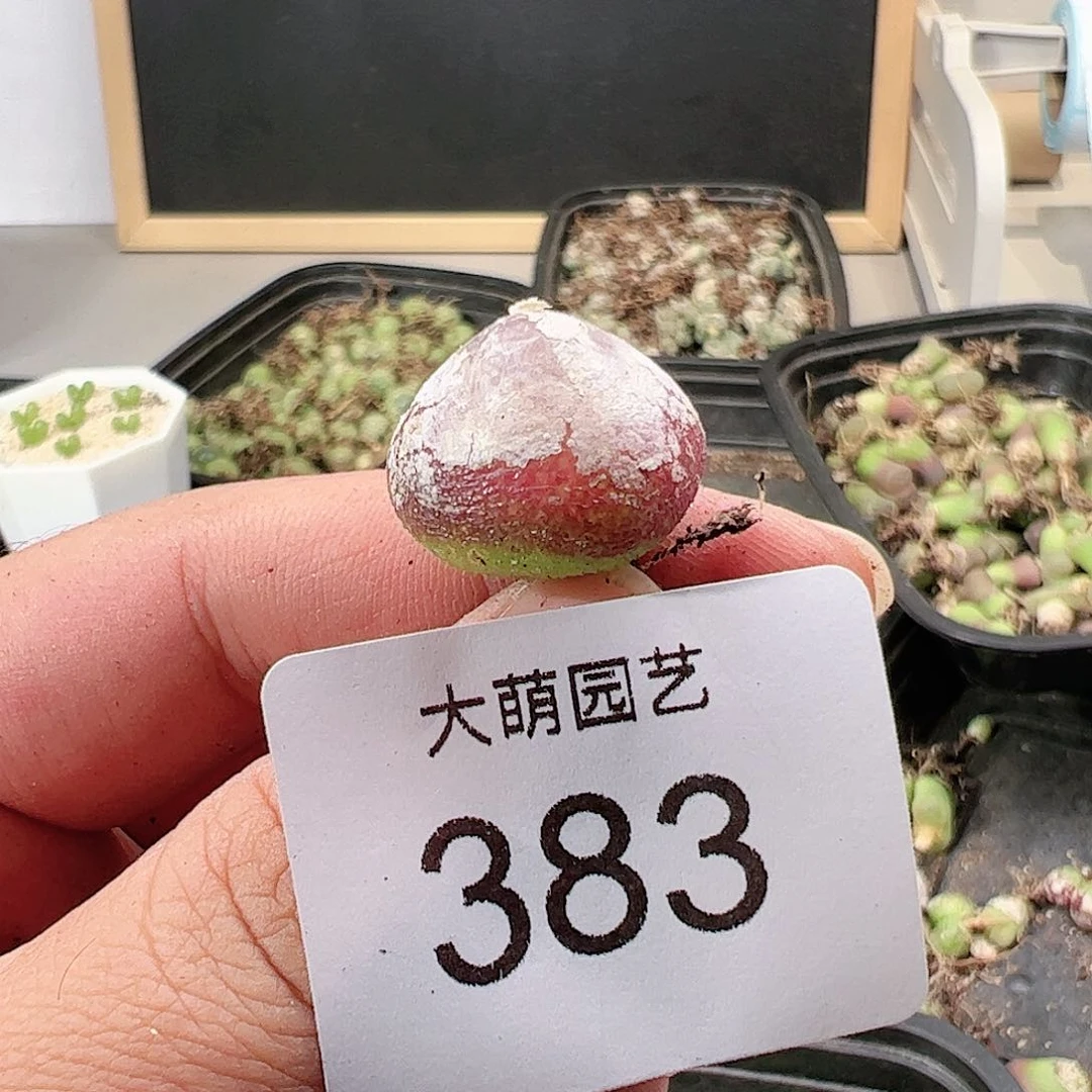 0000383 肉锥一物一拍……