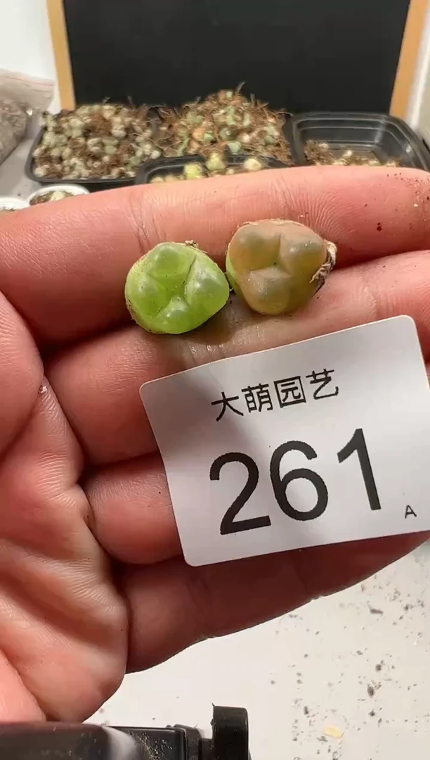 【闪购商品】----261