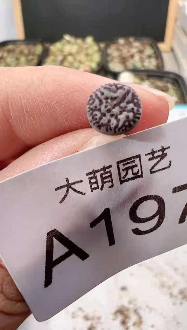 【闪购商品】----197