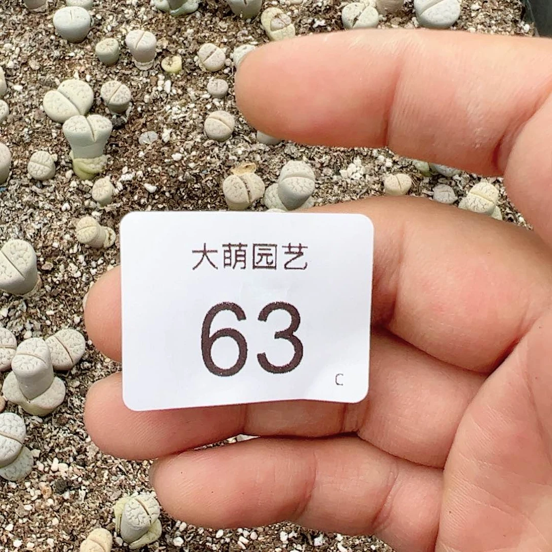 000063 清框脱土发无售后……