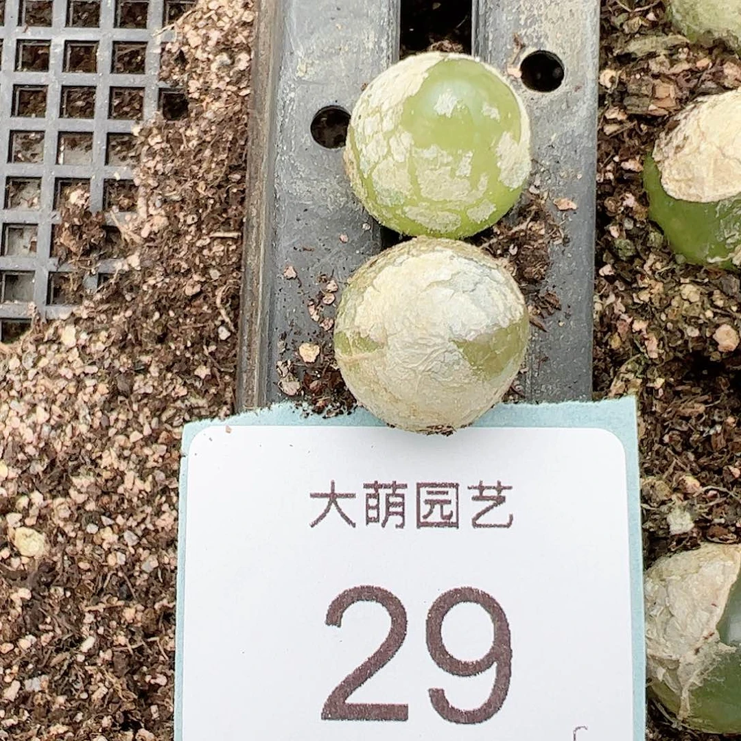 000029量拍灯泡2颗尺寸1.5上下
