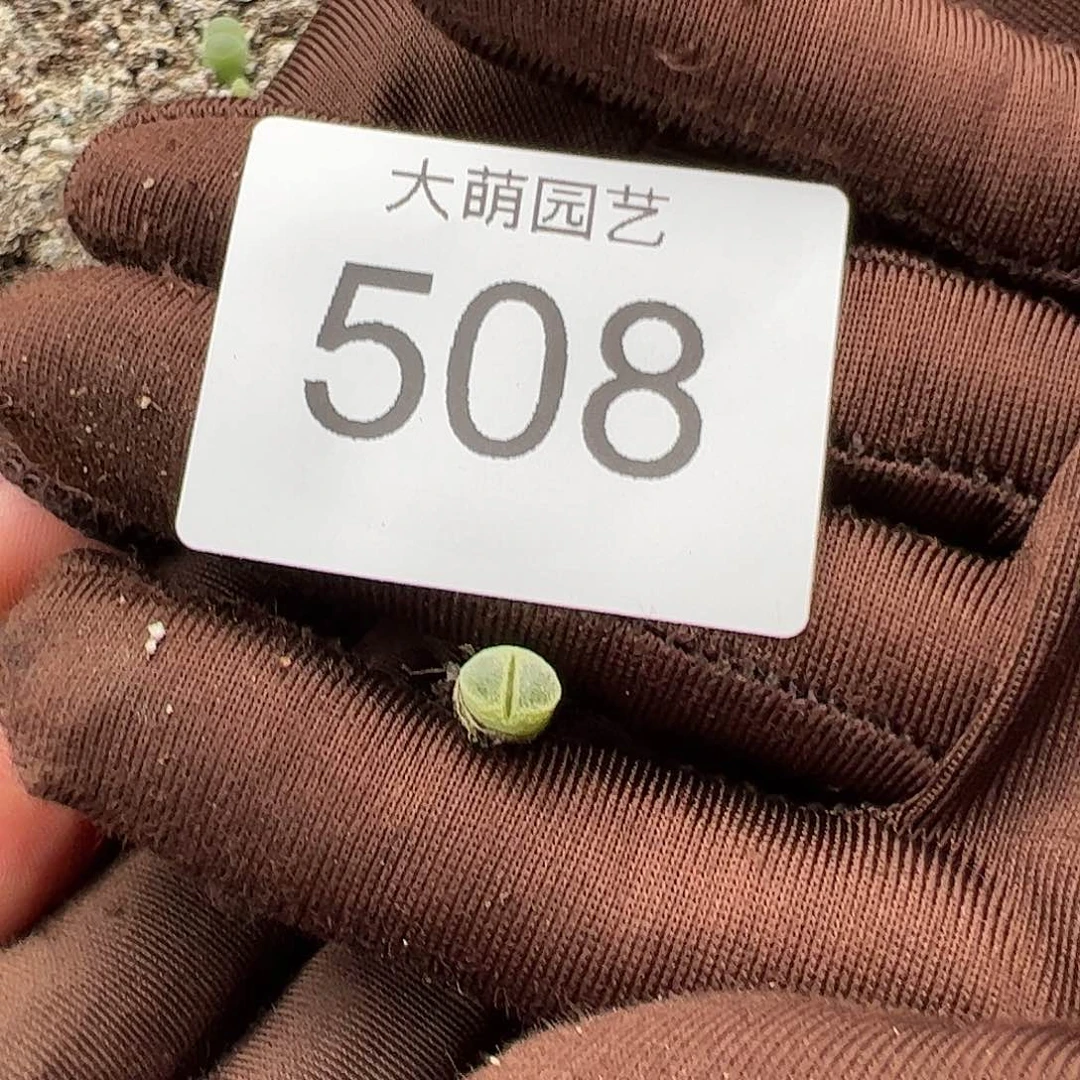 0000508量拍冰风铃1颗