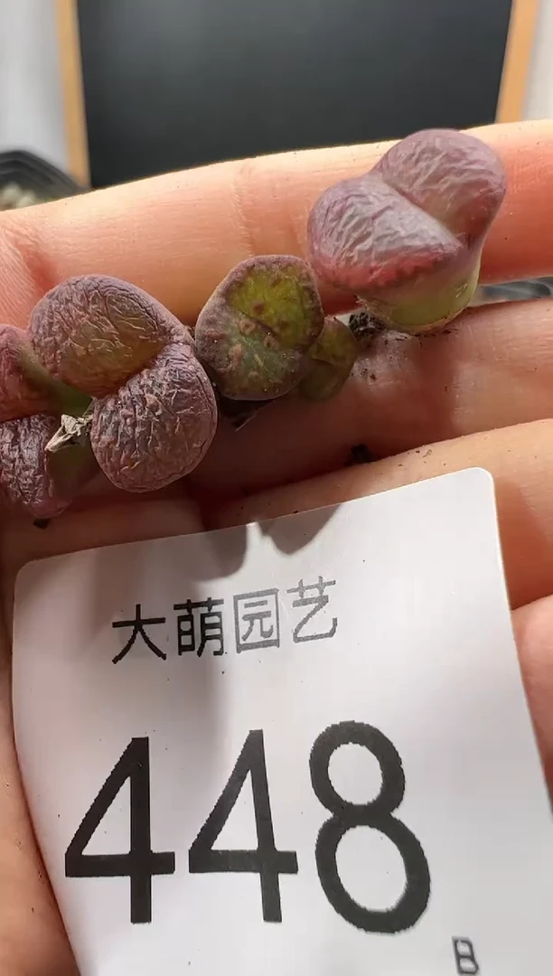 【闪购商品】----448