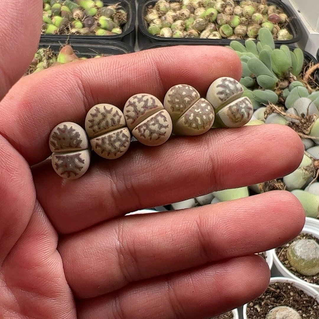 0000量拍丽虹玉5颗