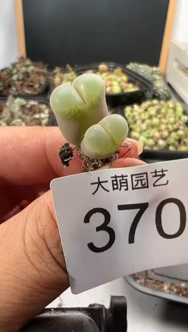 【闪购商品】----370