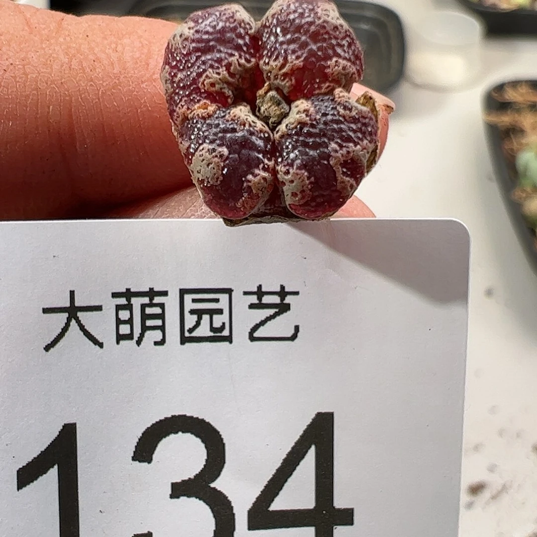 0000134 肉锥生石花一物一拍