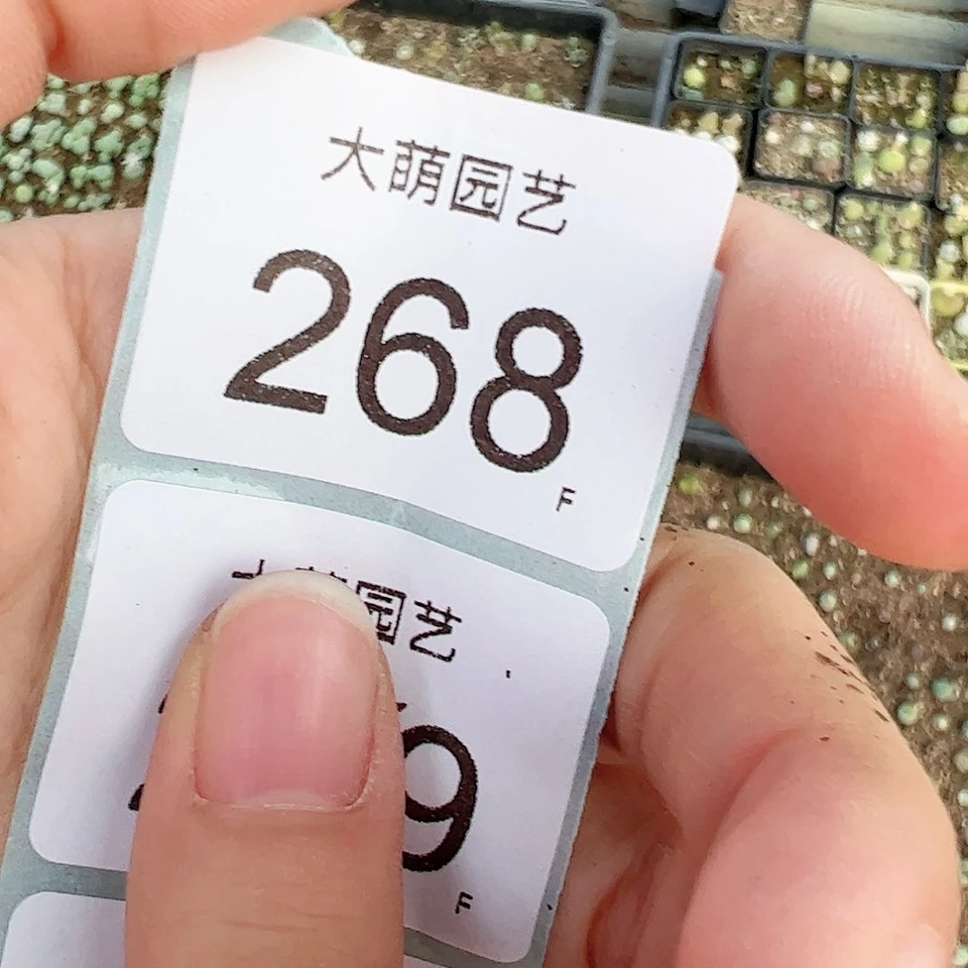 筱*锤0000268一物一拍……