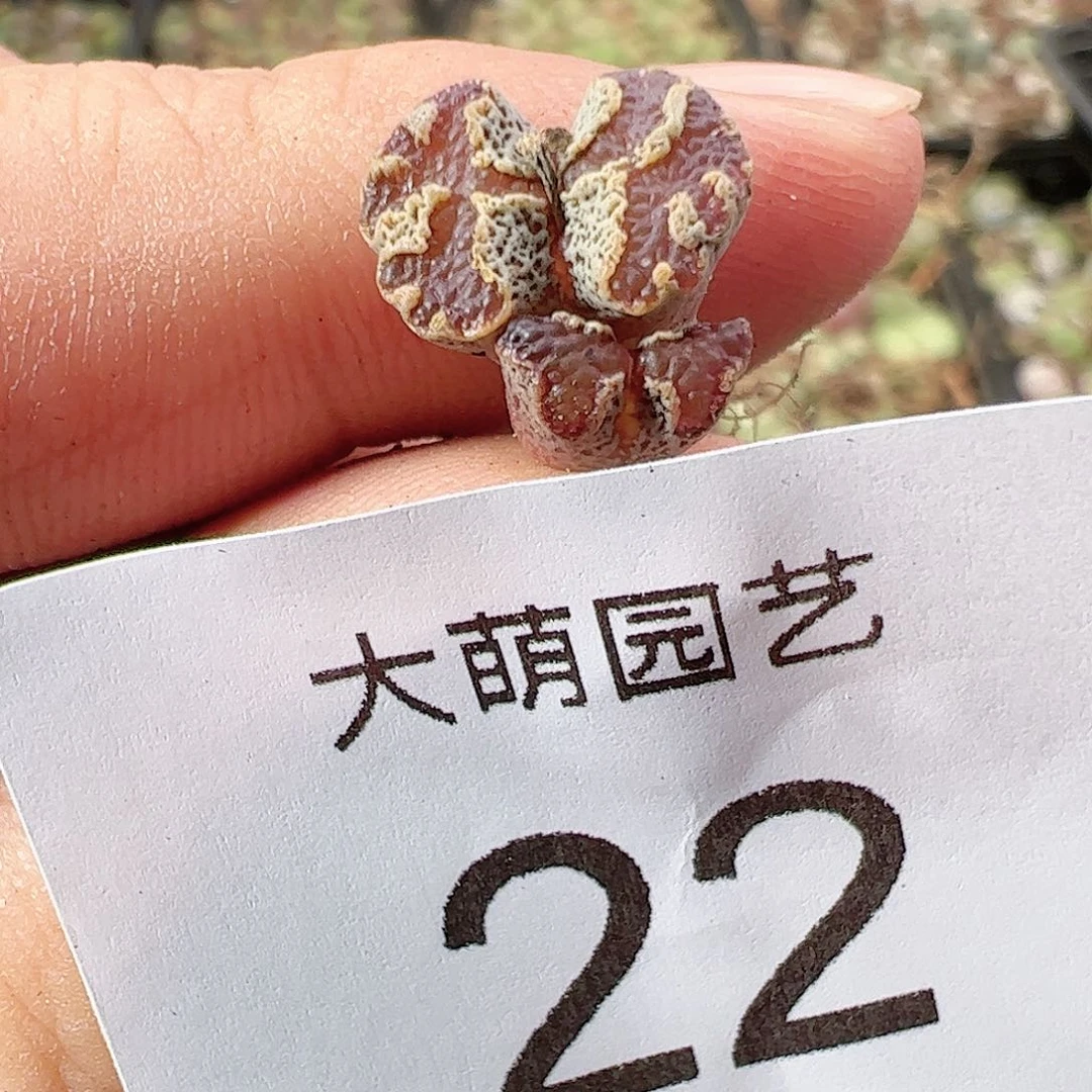 000022 肉锥一物一拍……