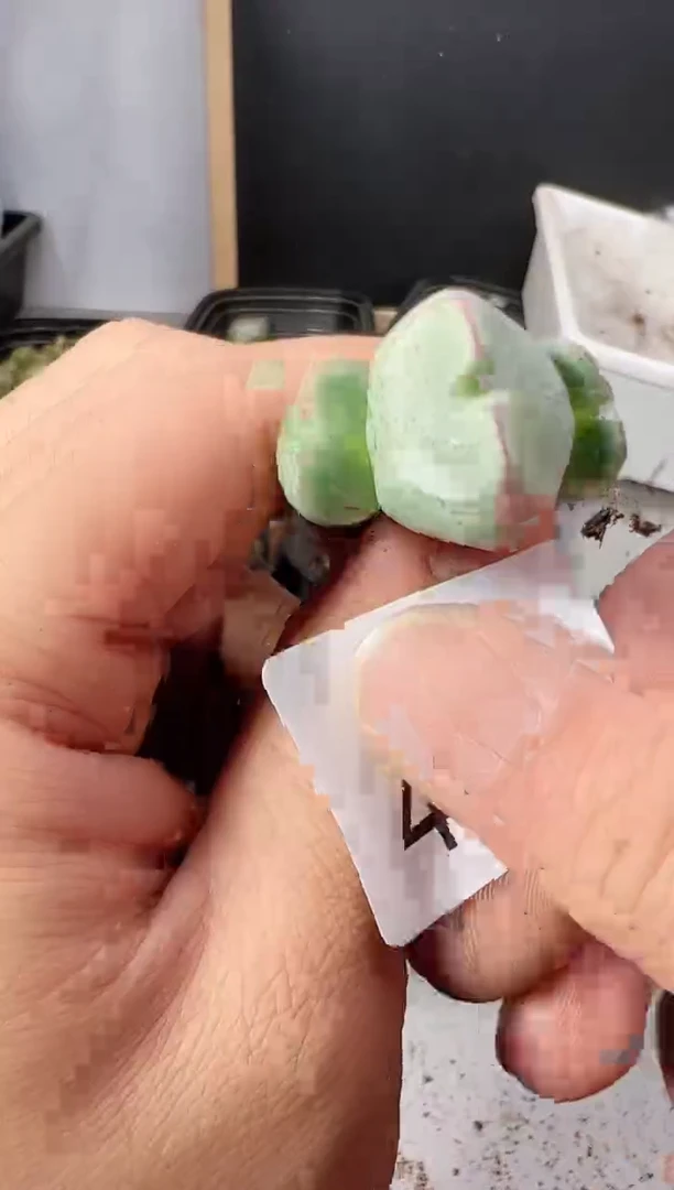 【闪购商品】----429