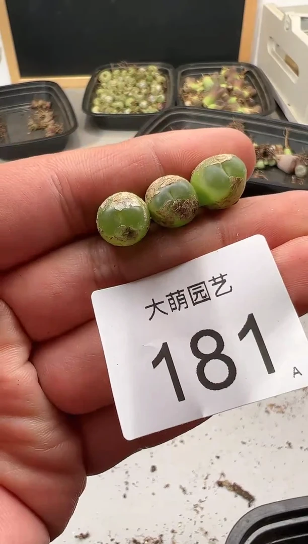 【闪购商品】----181