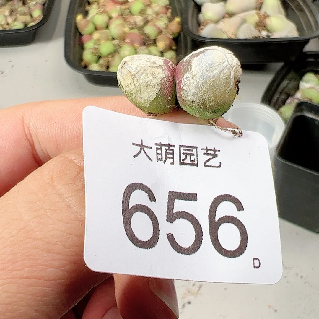 0000656有疤无售后