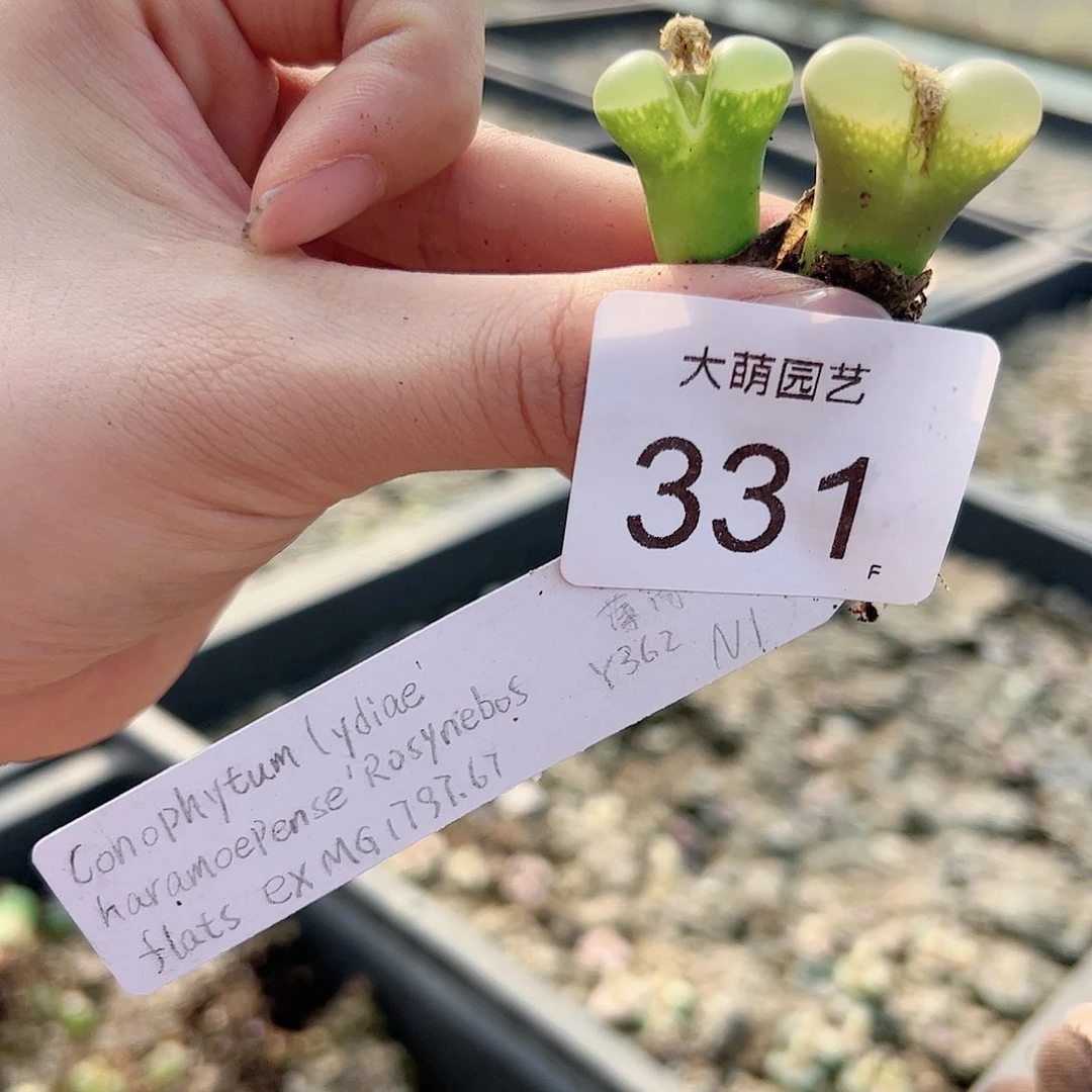 莓**?0000331一物一拍……