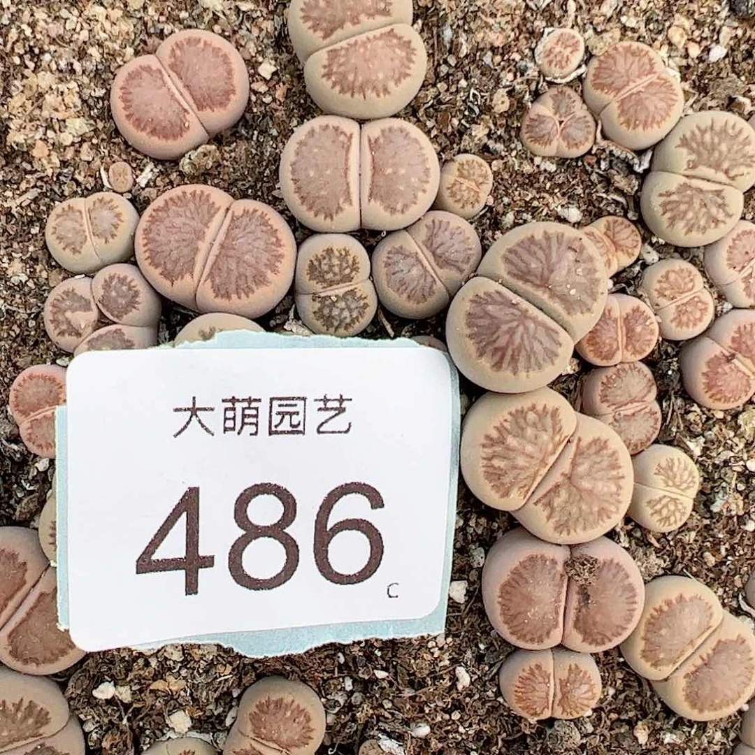 0000486量拍岛田红窗菊25颗尺寸1.2上下