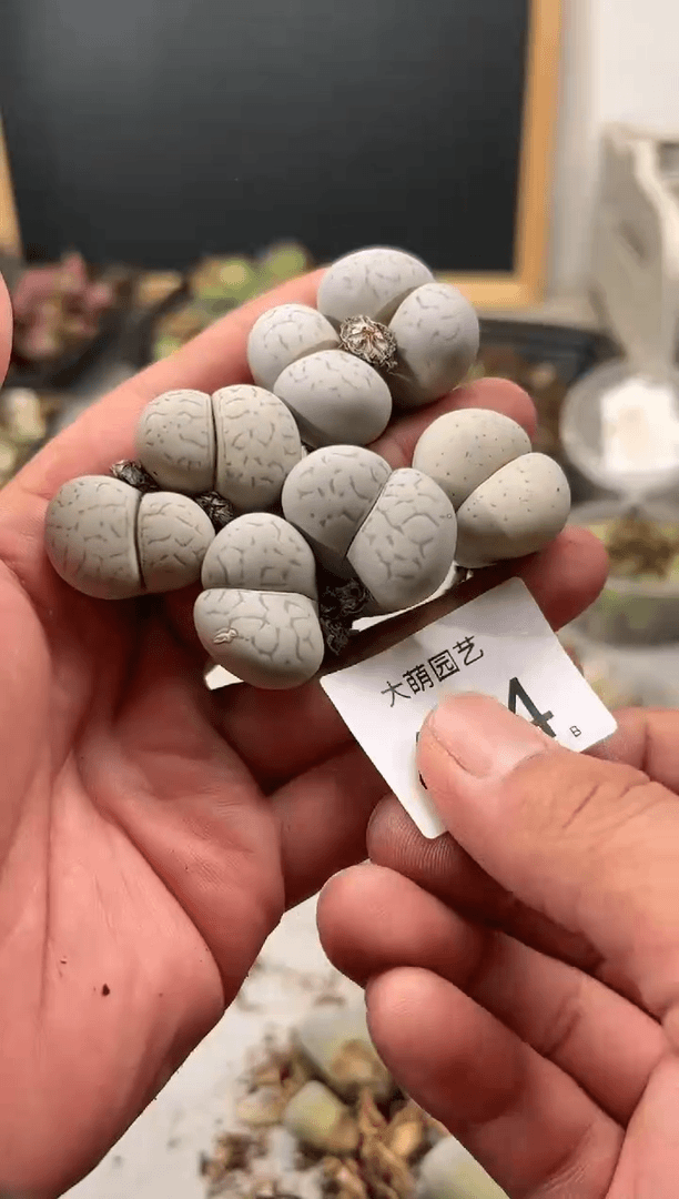 【闪购商品】----464