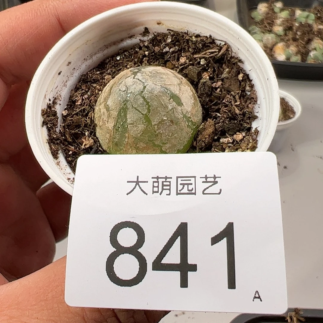 0000841 肉锥生石花一物一拍