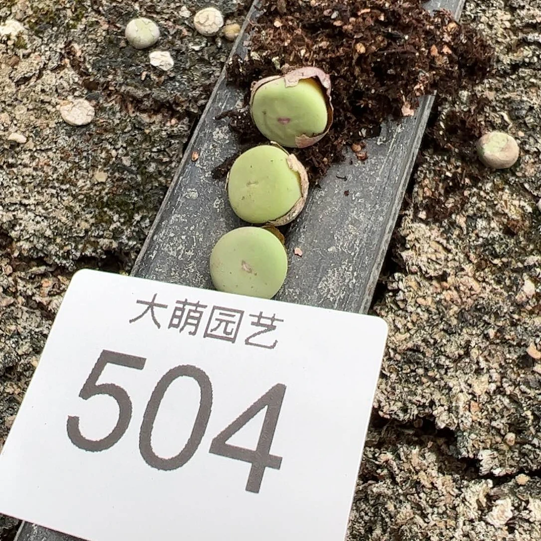 0000504量拍小红嘴1颗
