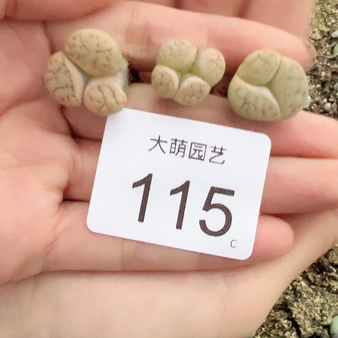 0000115量拍以下1颗