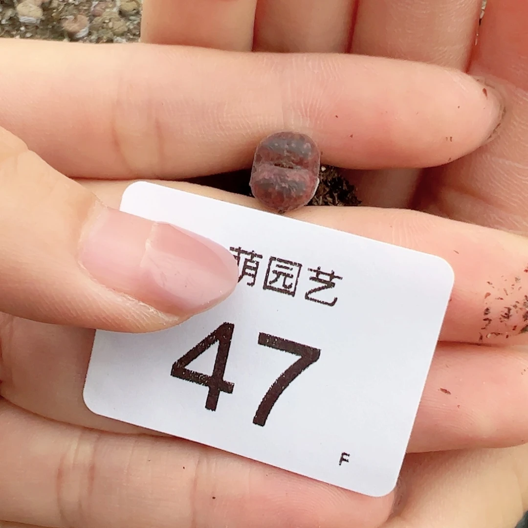 山****✨000047 一物一拍……