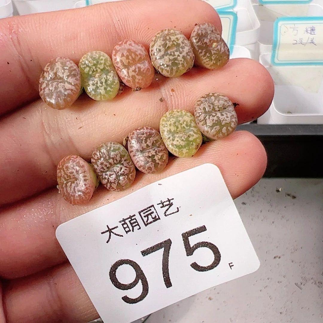 0000975 肉锥一物一拍，