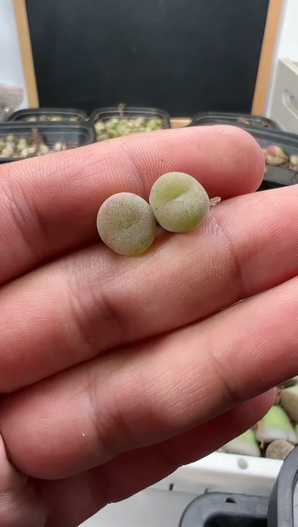 【闪购商品】量拍空卡2颗