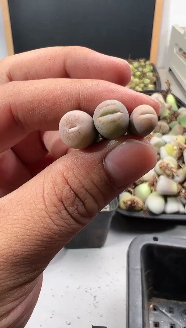 【闪购商品】----350