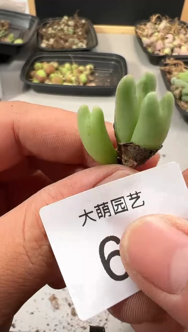 【闪购商品】----67