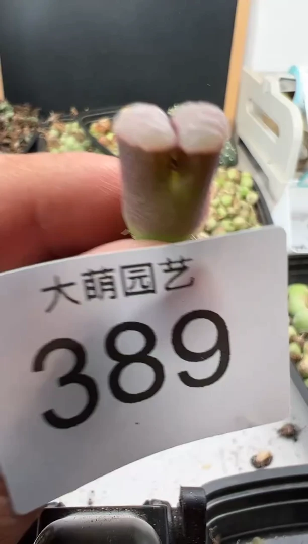 【闪购商品】----389