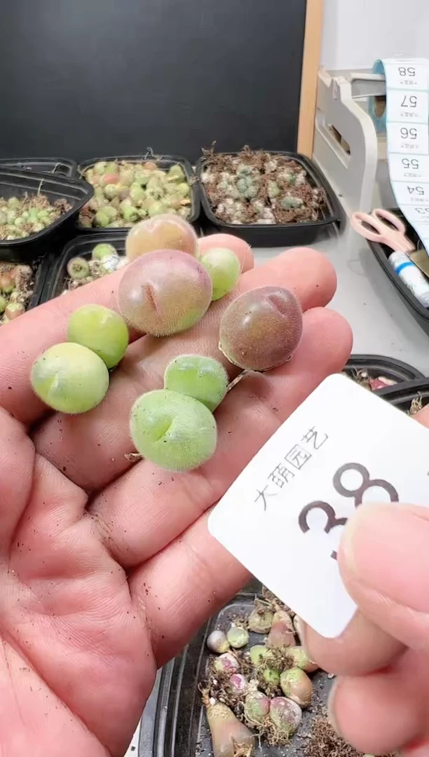 【闪购商品】----38