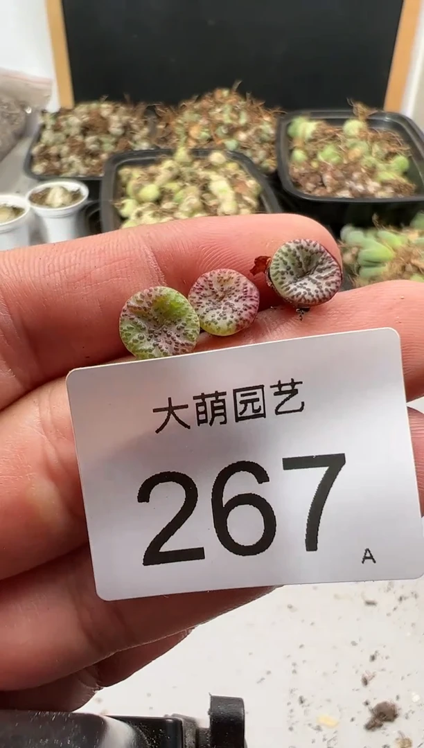 【闪购商品】----267